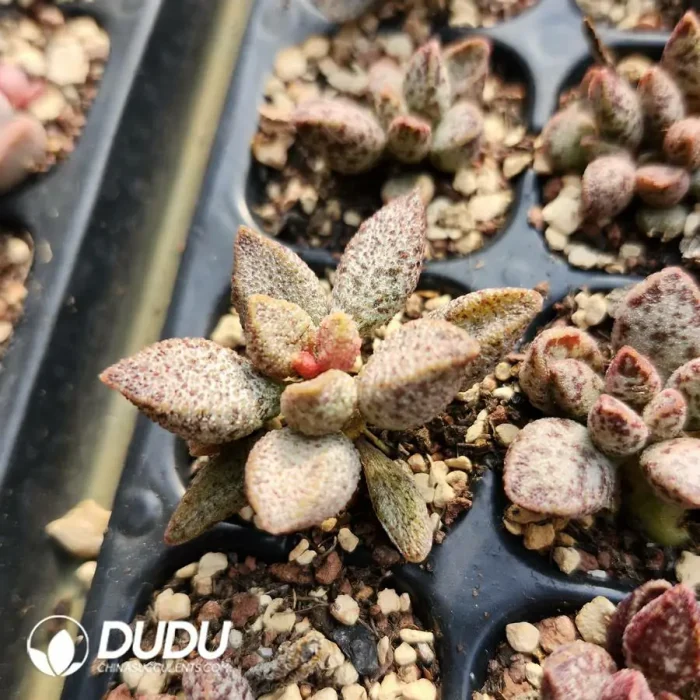 Adromischus Ice Crystal Snake Skin - Image 2