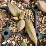 Adromischus Seedling Grown No. 9 - Image 2