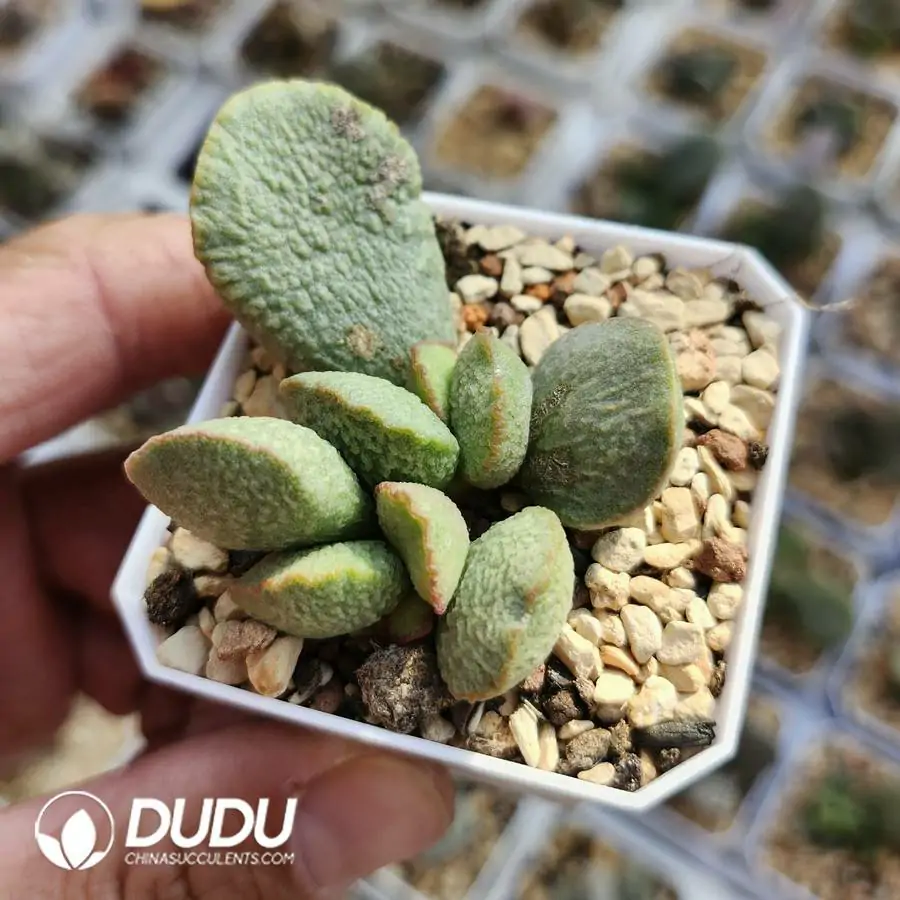 1742549512-e201.webp Adromischus Lan Zhan - Image 1