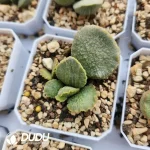 Adromischus Lan Zhan - Image 2