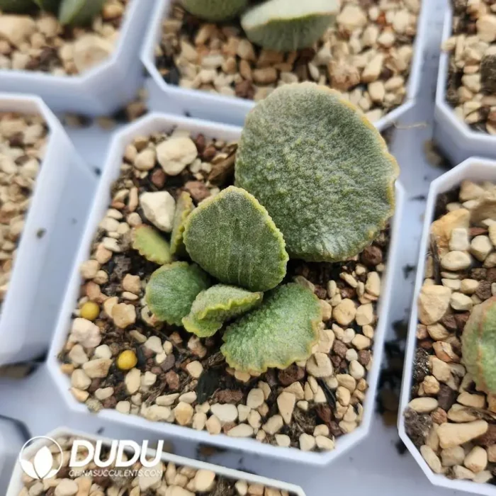 Adromischus Lan Zhan - Image 2