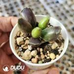 Adromischus Cooperi v. Festivus Purple