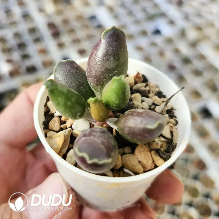 Adromischus Cooperi v. Festivus Purple - Image 2