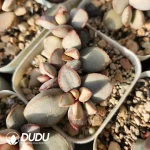 Adromischus Matte Egg Old Stem