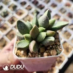Adromischus Koi - Image 2