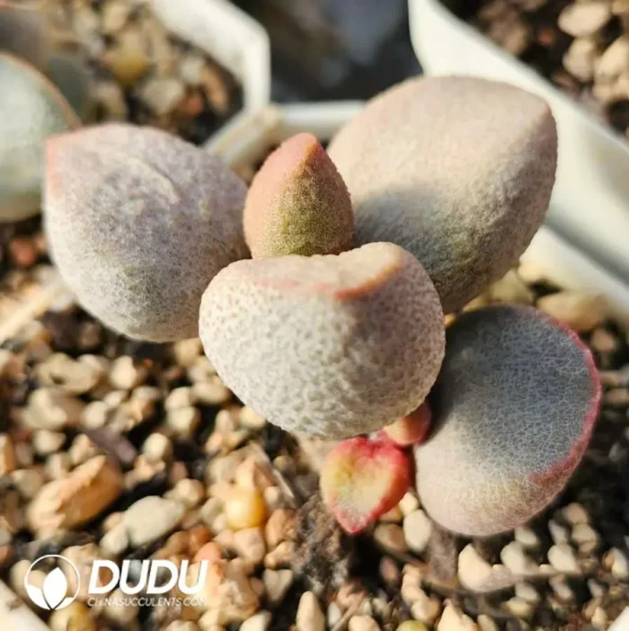 Adromischus Pink Peach Heart - Image 2