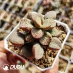 Adromischus Seedling Old Stem No. 10