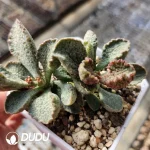 Adromischus Silver Concubine Old Stem