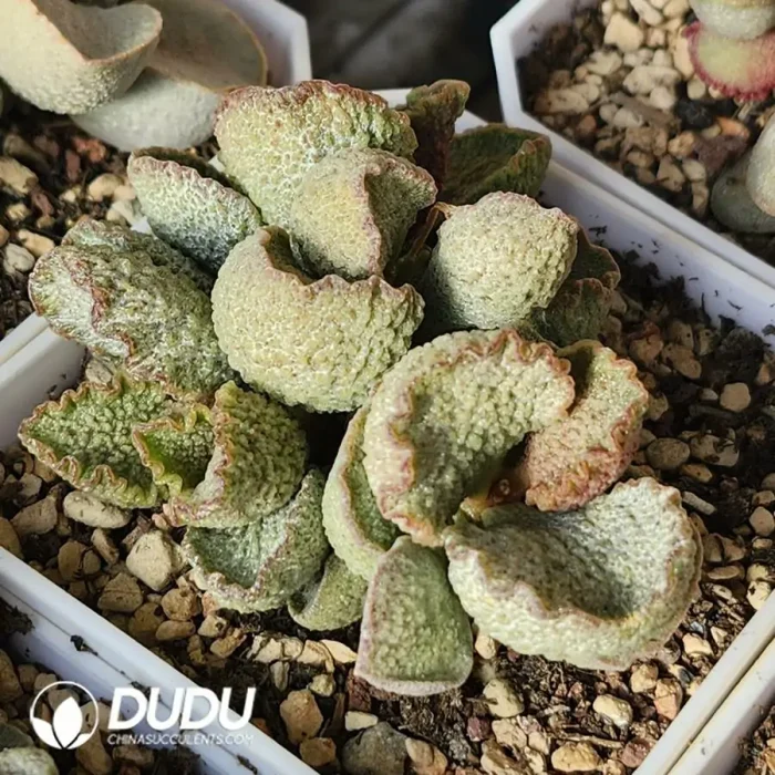 Adromischus Silver Concubine Old Stem - Image 2