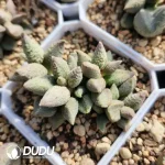 Adromischus Ice Cream Old Stem