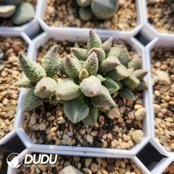 Adromischus Ice Cream Old Stem - Image 2