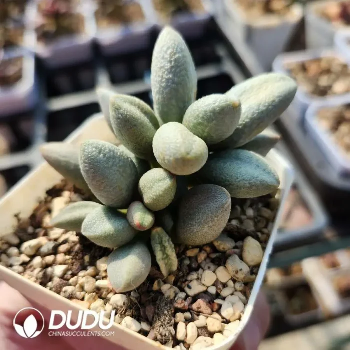 Adromischus Marianae Hybrid Old Pile - Image 2