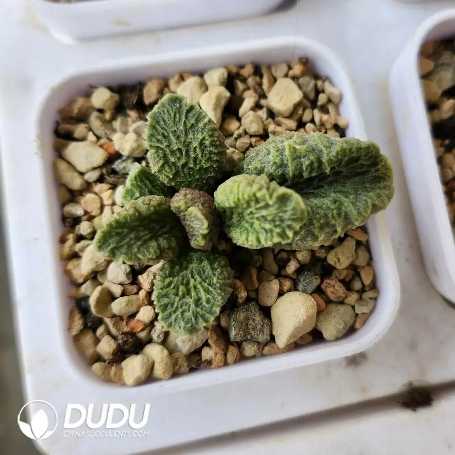 1742549603-e201.webp Adromischus Big Fish and Begonia - Image 1