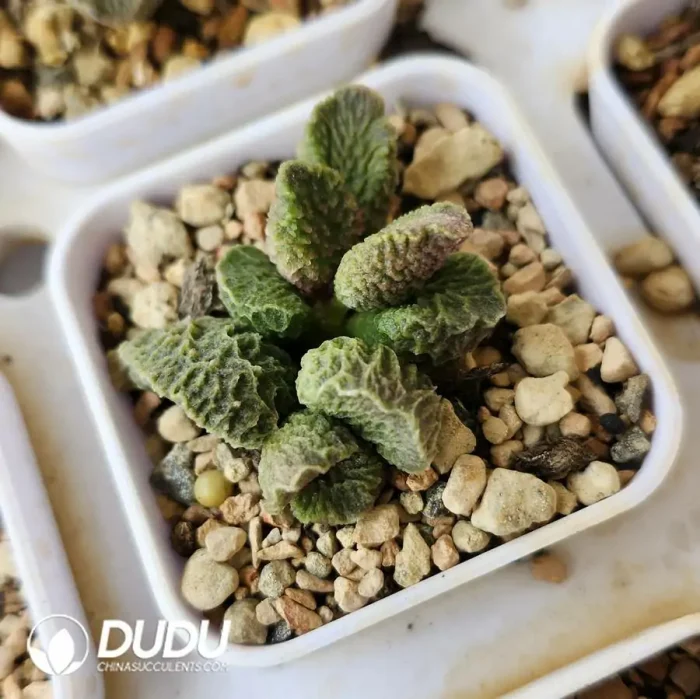 Adromischus Big Fish and Begonia - Image 2