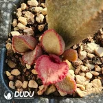 Adromischus Rainbow Wings - Image 2