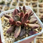 Adromischus Pig liver