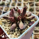 Adromischus Pig liver - Image 2