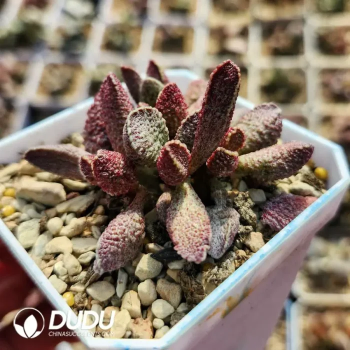 Adromischus Pig liver - Image 2