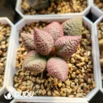 Adromischus Abdomen No.134 Old Pile