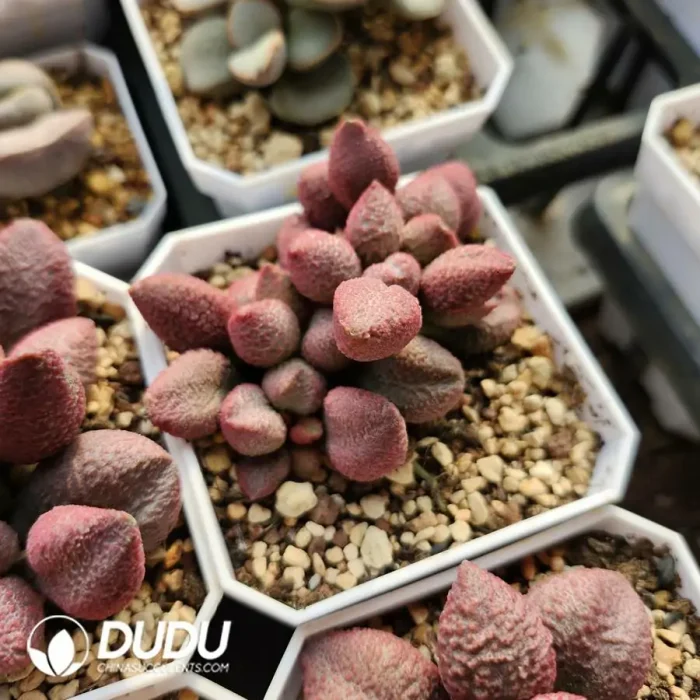 Adromischus Abdomen No.134 Old Pile - Image 2