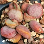 Adromischus No.78