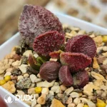 Adromischus Fire Phoenix
