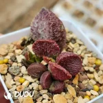 Adromischus Fire Phoenix - Image 2