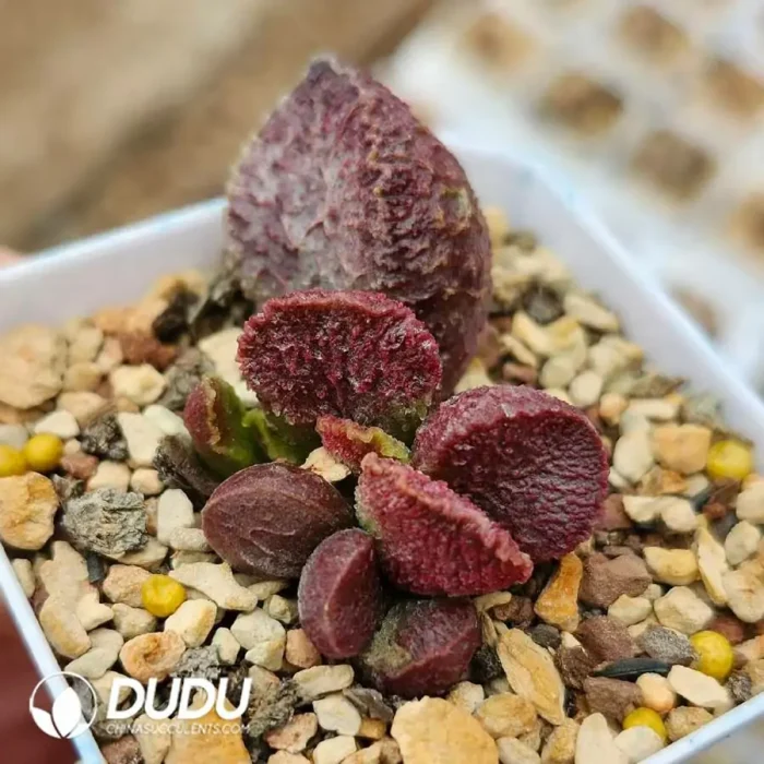 Adromischus Fire Phoenix - Image 2