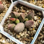 Adromischus Christmas Tree
