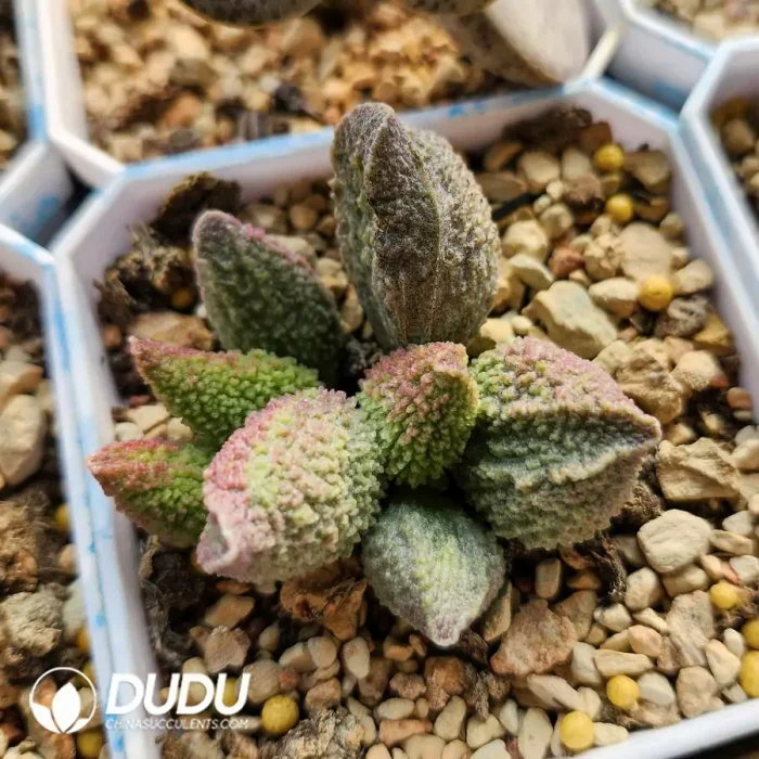 Adromischus Christmas Tree - Image 2