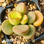 Adromischus Hallii No.31