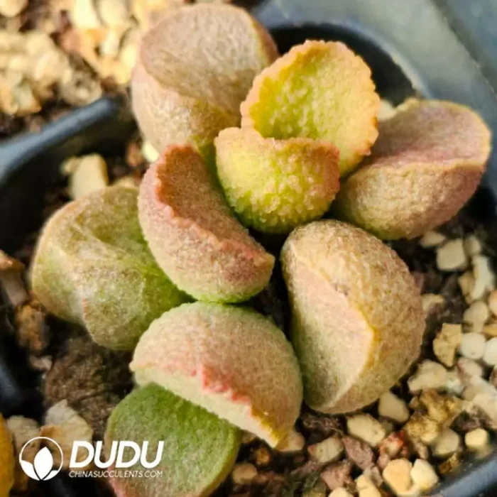 Adromischus Hallii No.31 - Image 2