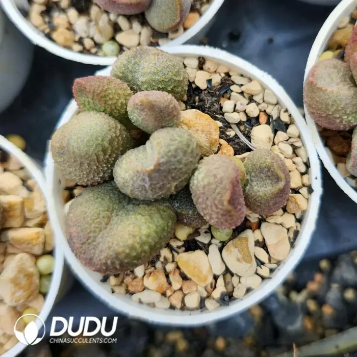 Adromischus Herrei Hyb - Image 2