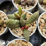 Adromischus Seedling Grown No.6