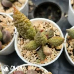 Adromischus Seedling Grown No.6 - Image 2