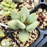Adromischus Seedling Grown Green No.6