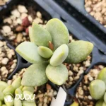 Adromischus Seedling Grown Green No.6 - Image 2