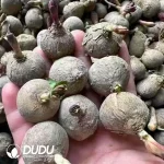 Euphorbia Rose Euphorbia - Image 2