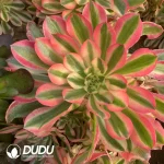 Aeonium Xiangfei Clustering