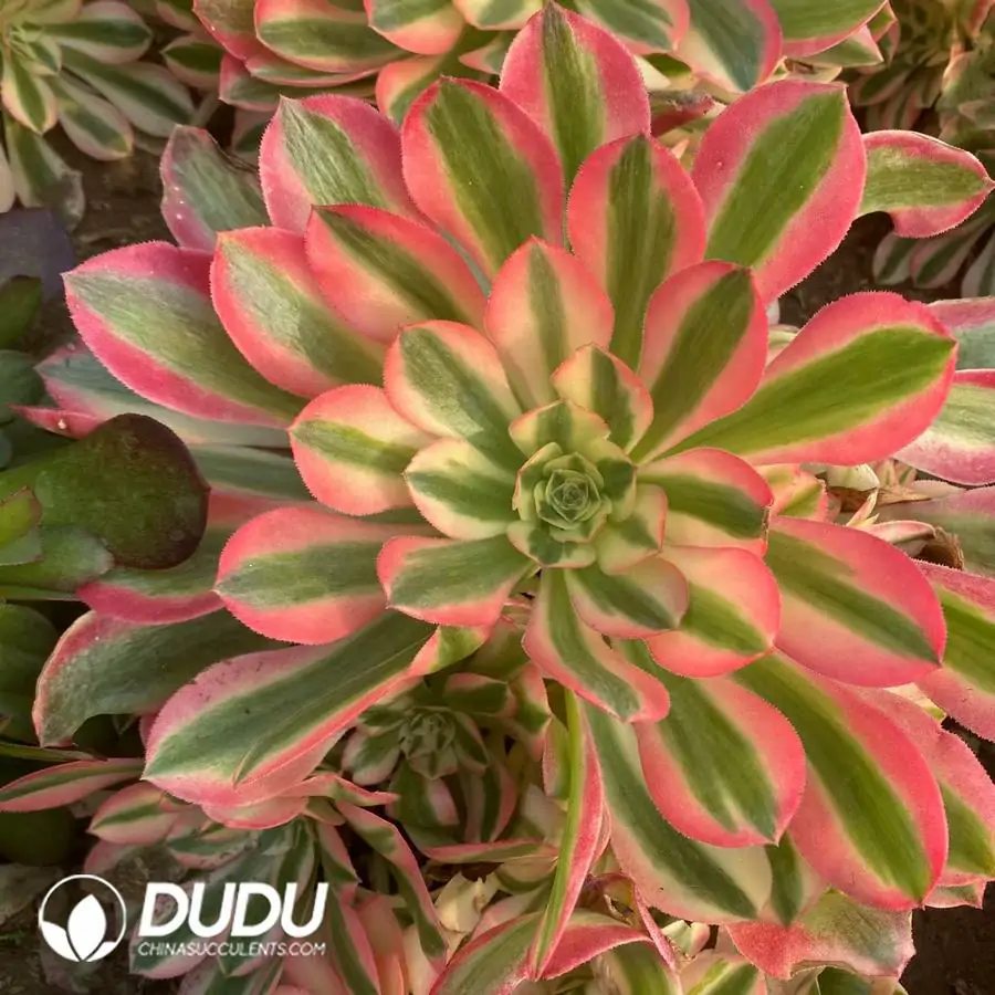 1742795294-e201.webp Aeonium Xiangfei Clustering - Image 1