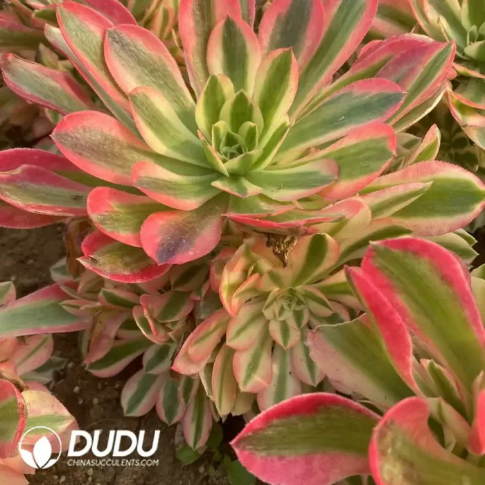 Aeonium Xiangfei Clustering - Image 2