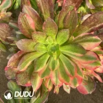 Aeonium Blushing Beauty Colorful Clustering