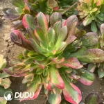 Aeonium Blushing Beauty Colorful Clustering - Image 2