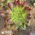 Aeonium Noble Clustering