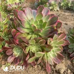 Aeonium Noble Clustering - Image 2