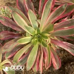 Aeonium Red Witch Clustering