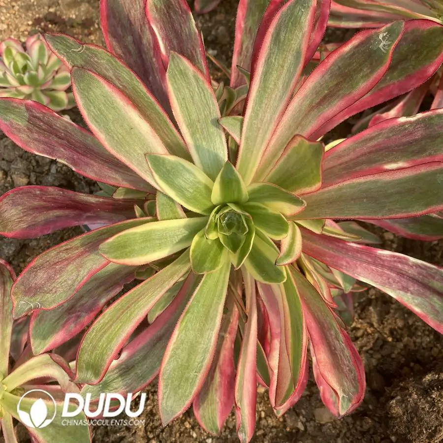 1742795329-e201.webp Aeonium Red Witch Clustering - Image 1