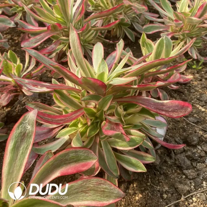 Aeonium Red Witch Clustering - Image 2