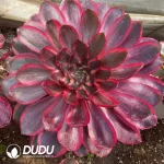 Aeonium Red Witch