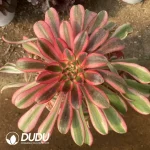 Aeonium Chanel Pink Clustering